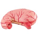 Model anatomiczny 3D żołądka człowieka