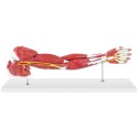 Model anatomiczny ramienia 3D w skali 1:1