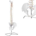 Model anatomiczny kręgosłupa człowieka z męską miednicą 76 cm