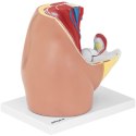 Model anatomiczny miednicy żeńskiej 3D w skali 1:1